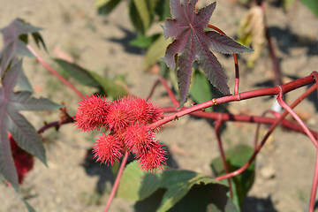 Image showing Castor oil plant