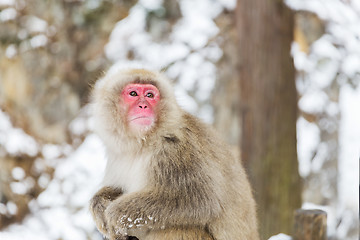 Image showing japanese macaque or snow monkey at jigokudan park