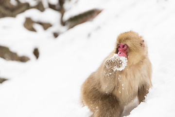 Image showing japanese macaque or monkey searching food in snow