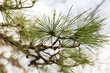 Image showing close up of green pine tree branch