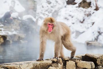 Image showing japanese macaque or snow monkey in hot spring