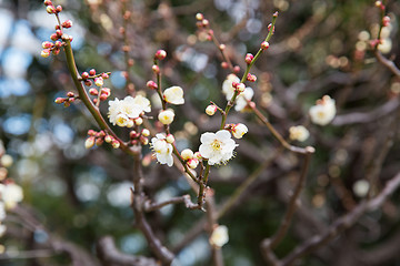 Image showing close up of beautiful sakura tree blossoms