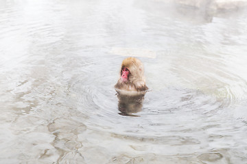 Image showing japanese macaque or snow monkey in hot spring