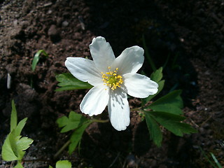 Image showing Wood Anemone