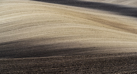 Image showing Field in springtime