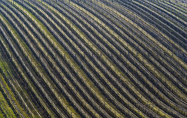 Image showing Vineyard in spring