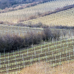 Image showing Vineyards in spring