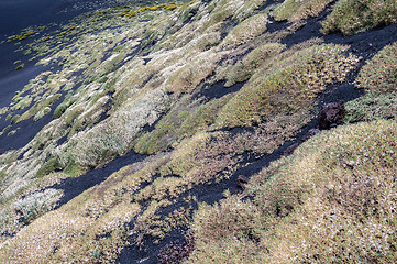 Image showing Slopes of volcano covered with carpets of various plants and flo