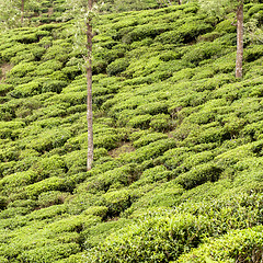 Image showing Tea plantation