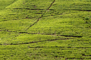 Image showing Tea plantation