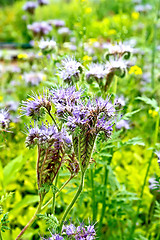 Image showing Phacelia blooming on background of grass