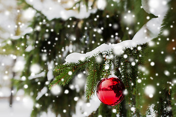 Image showing red christmas ball on fir tree branch with snow