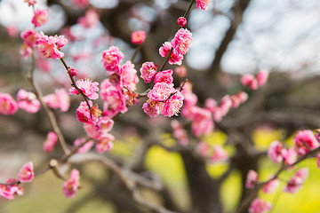 Image showing close up of beautiful sakura tree blossoms at park