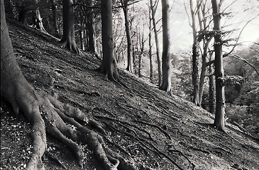 Image showing Woods