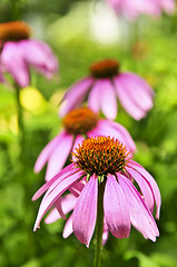 Image showing Echinacea purpurea plant