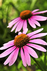 Image showing Echinacea purpurea plant