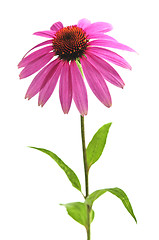 Image showing Echinacea purpurea plant