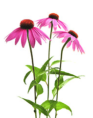 Image showing Echinacea purpurea plant