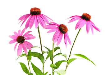 Image showing Echinacea purpurea plant