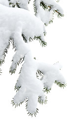 Image showing Winter branches