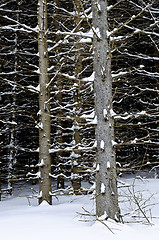 Image showing Tree trunks in winter