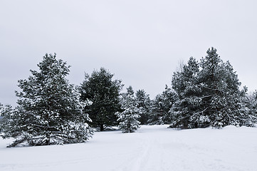 Image showing Winter landscape