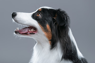 Image showing Australian Shepherd dog on gray