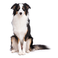 Image showing Australian Shepherd dog on white