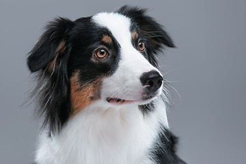 Image showing Australian Shepherd dog on gray