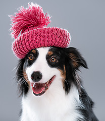 Image showing Australian Shepherd dog on gray