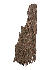 Image showing Tree bark on white 