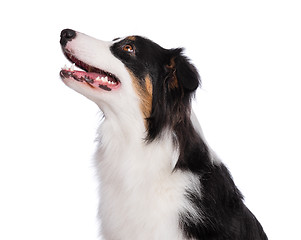 Image showing Australian Shepherd dog on white