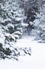 Image showing Winter landscape