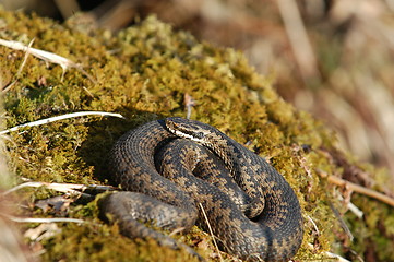 Image showing Norwegian snake_19.04.2005