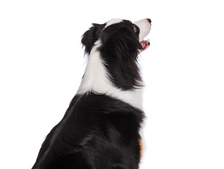 Image showing Australian Shepherd dog on white