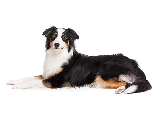 Image showing Australian Shepherd dog on white