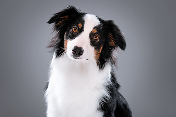 Image showing Australian Shepherd dog on gray