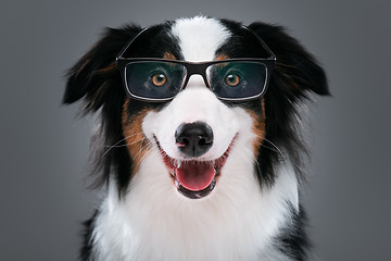 Image showing Australian Shepherd dog on gray