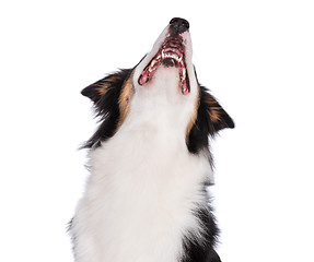 Image showing Australian Shepherd dog on white