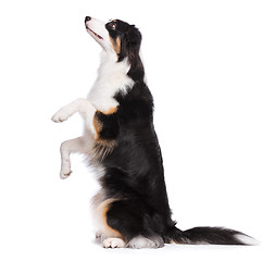 Image showing Australian Shepherd dog on white