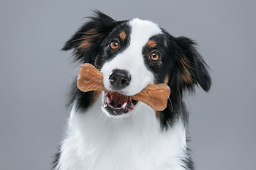 Image showing Australian Shepherd dog on gray