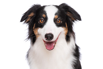 Image showing Australian Shepherd dog on white