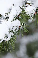 Image showing Winter branches