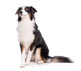 Image showing Australian Shepherd dog on white