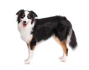 Image showing Australian Shepherd dog on white