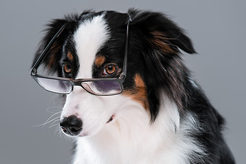 Image showing Australian Shepherd dog on gray