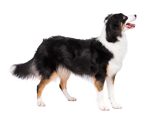 Image showing Australian Shepherd dog on white