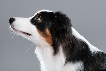 Image showing Australian Shepherd dog on gray