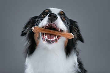 Image showing Australian Shepherd dog on gray