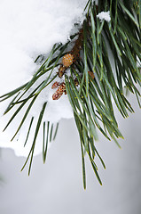 Image showing Winter branches